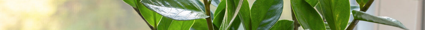 Zamioculcas Verzorging