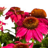 Snijbloemen voor in de Tuin