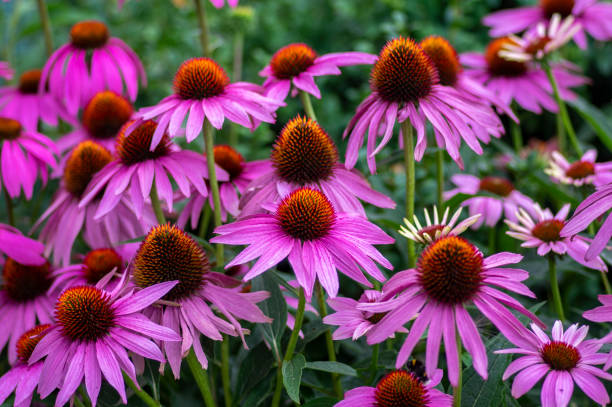 Zonnehoed (Echinacea) Snoeien