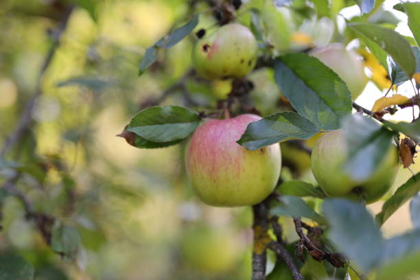 Appelboom Verzorging