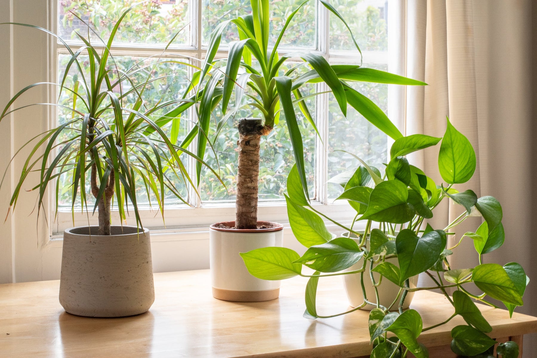 Planten die Luchtvochtigheid Verhogen