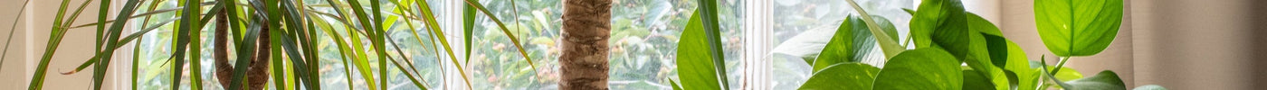 Planten die Luchtvochtigheid Verhogen