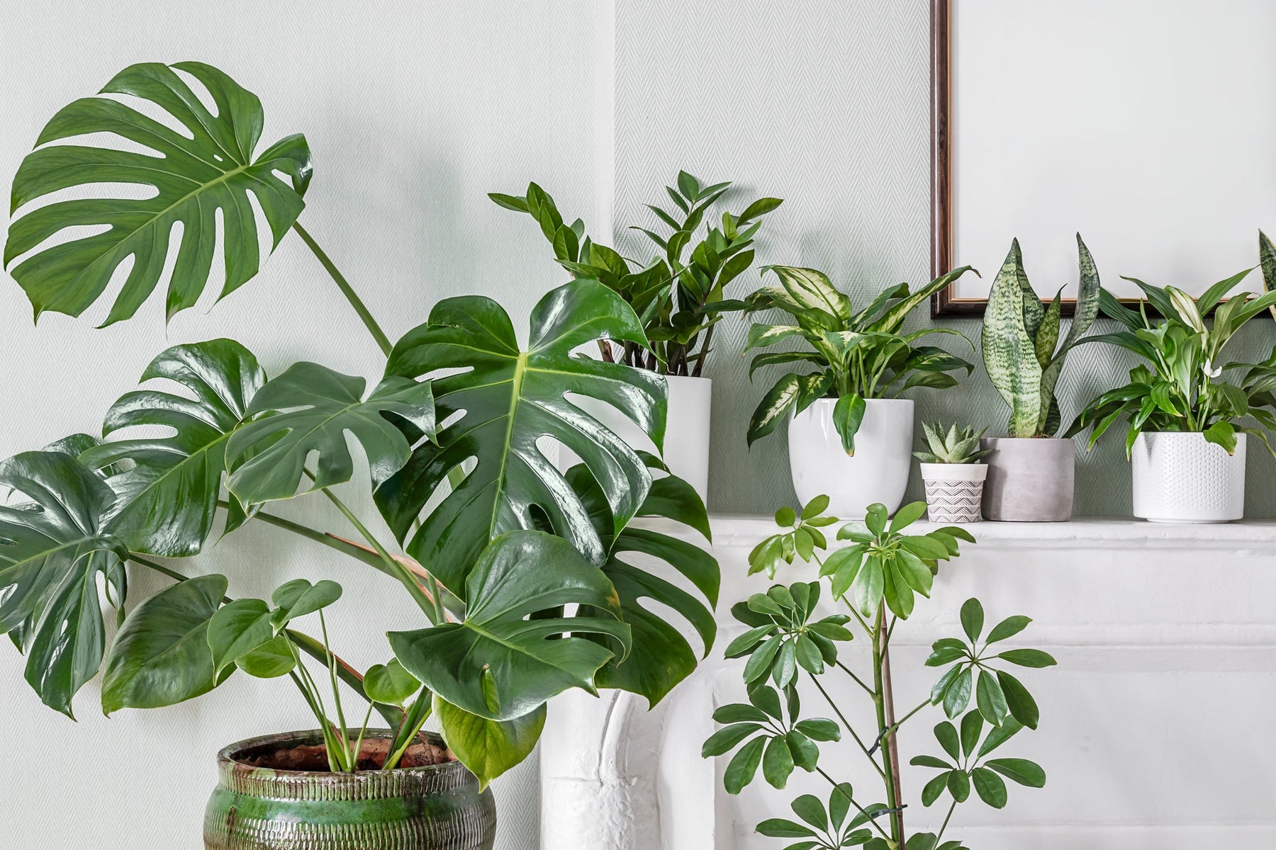 Top 6 makkelijke kamerplanten