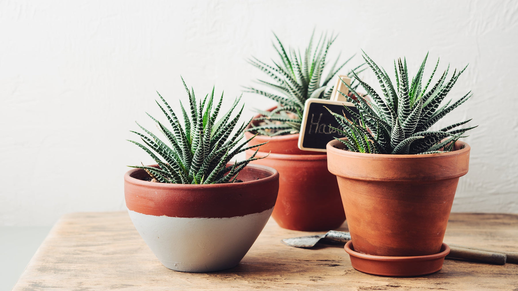 Vetplanten Verzorging