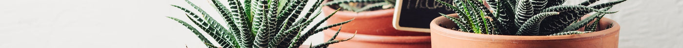 Vetplanten Verzorging