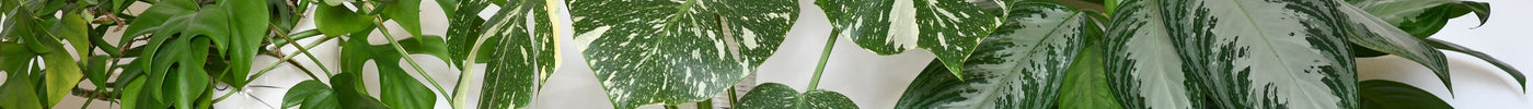 Plantenvoeding Tips