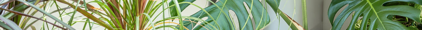 Planten Water Geven in / op Vakantie