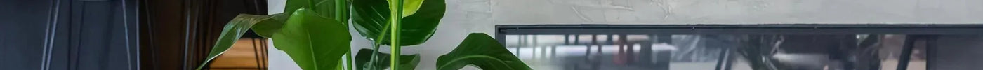 Strelitzia Augusta vs Nicolai verschil