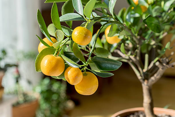 Citrusbomen Verzorging