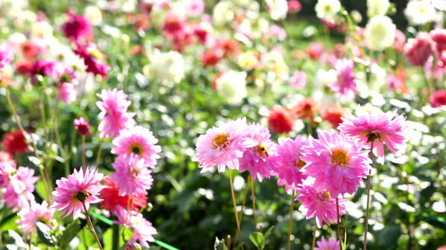 Dahlia Bollen Planten