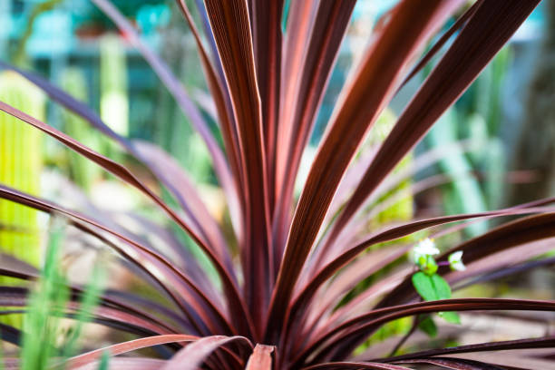 Cordyline Verzorging
