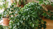 Polyscias Verzorging