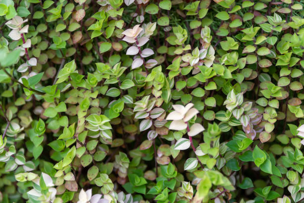 Schildpadplant Stekken