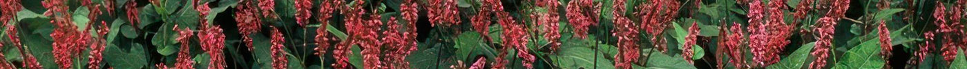 Duizendknoop (Persicaria) Snoeien