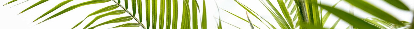 Phoenix Roebelenii (Dwergdadelpalm) Verzorging