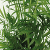 Chamaedorea (Bergpalm) Verzorging