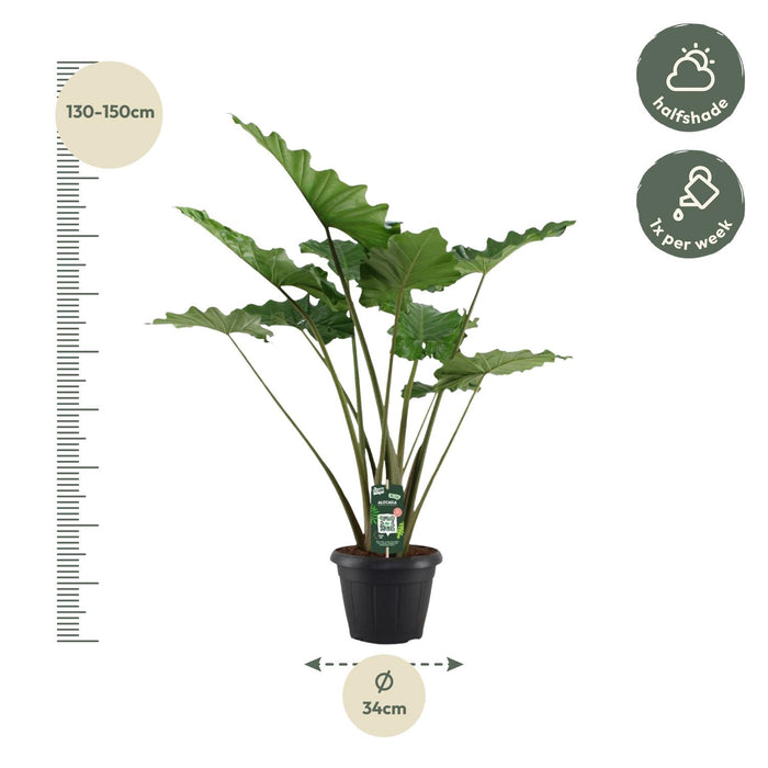 Alocasia Portodora - Olifantsoor - ↕140 cm - Ø34cm