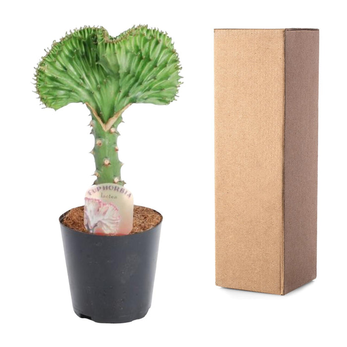 Euphorbia Lactea Cristata groen - ↕30cm - Ø10,5cm