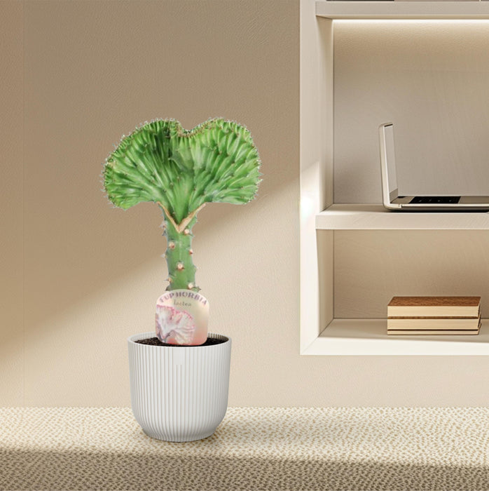 Euphorbia Lactea Cristata groen - ↕30cm - Ø10,5cm