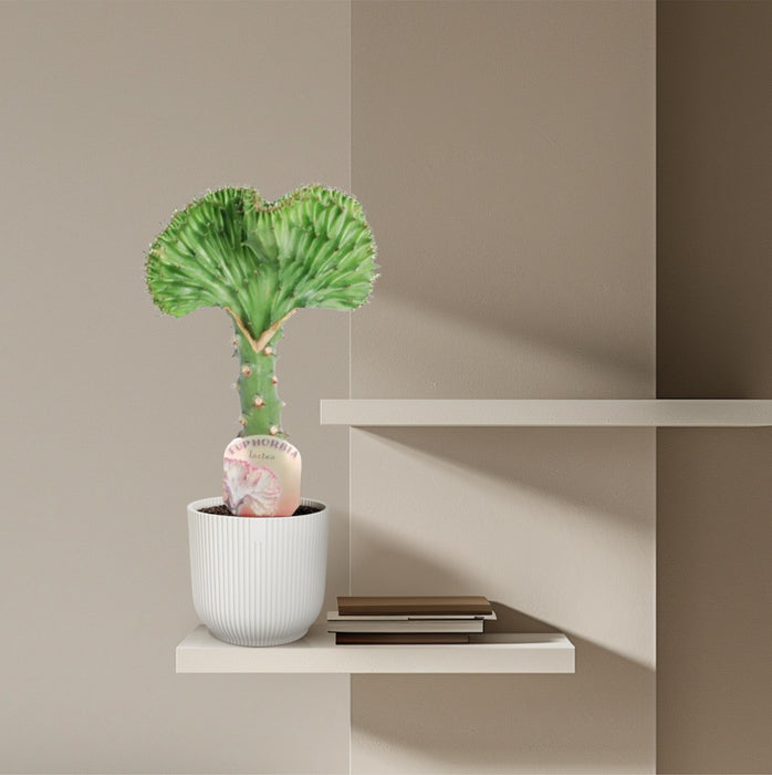 Euphorbia Lactea Cristata groen - ↕35cm - Ø12cm