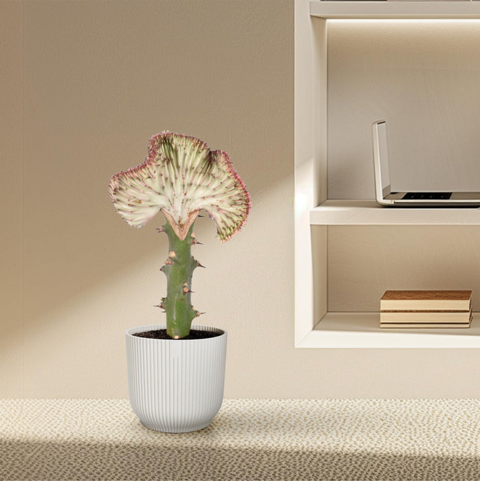 Euphorbia Lactea Cristata rood - ↕35cm - Ø12cm