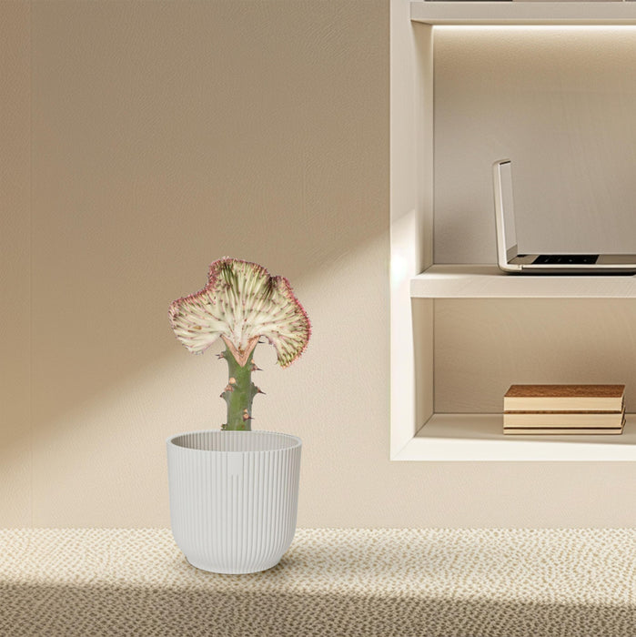 Euphorbia Lactea Cristata rood - ↕30cm - Ø10,5cm