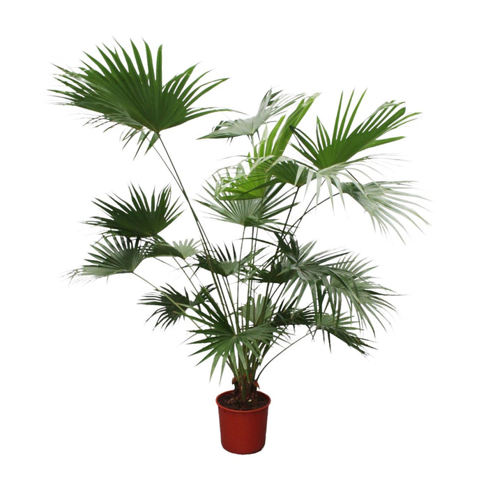 Livistona Chinensis - Chinese Waaierpalm - ↕200cm - Ø34cm