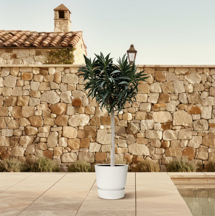 Nerium Oleander op stam met roze bloem - ↕200cm- Ø35cm