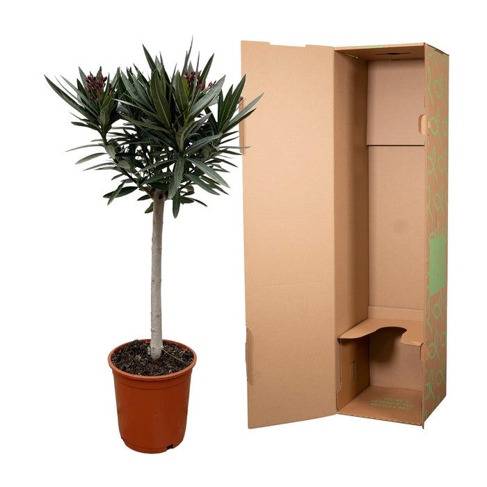 Nerium Oleander op stam met roze bloem - ↕90cm - Ø30cm