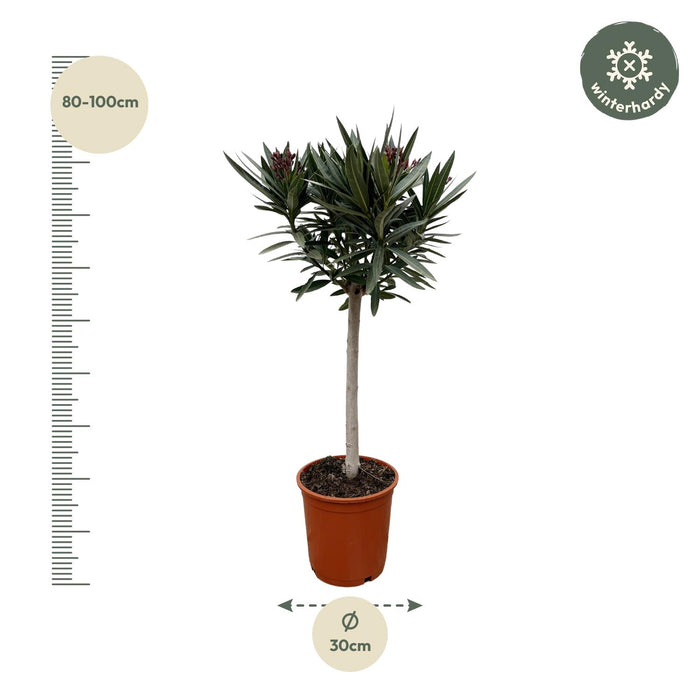 Nerium Oleander op stam met roze bloem - ↕90cm - Ø30cm