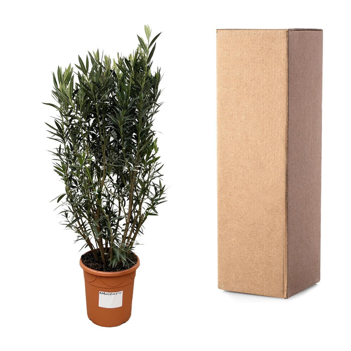 Nerium Oleander struik - ↕180cm- Ø40cm