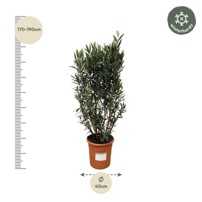 Nerium Oleander struik - ↕180cm- Ø40cm