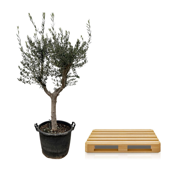Olea Europaea Cultivo - Olijfboom - ↕210cm - Ø45cm