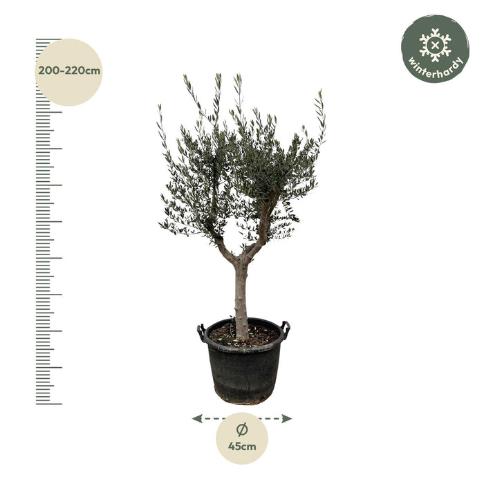 Olea Europaea Cultivo - Olijfboom - ↕210cm - Ø45cm