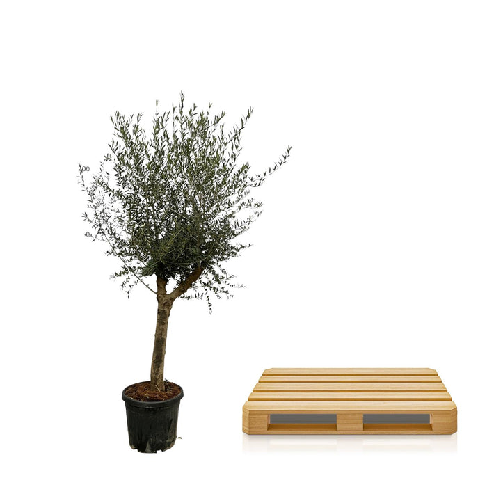 Olea Lorc - Olijfboom - ↕220cm - Ø45cm