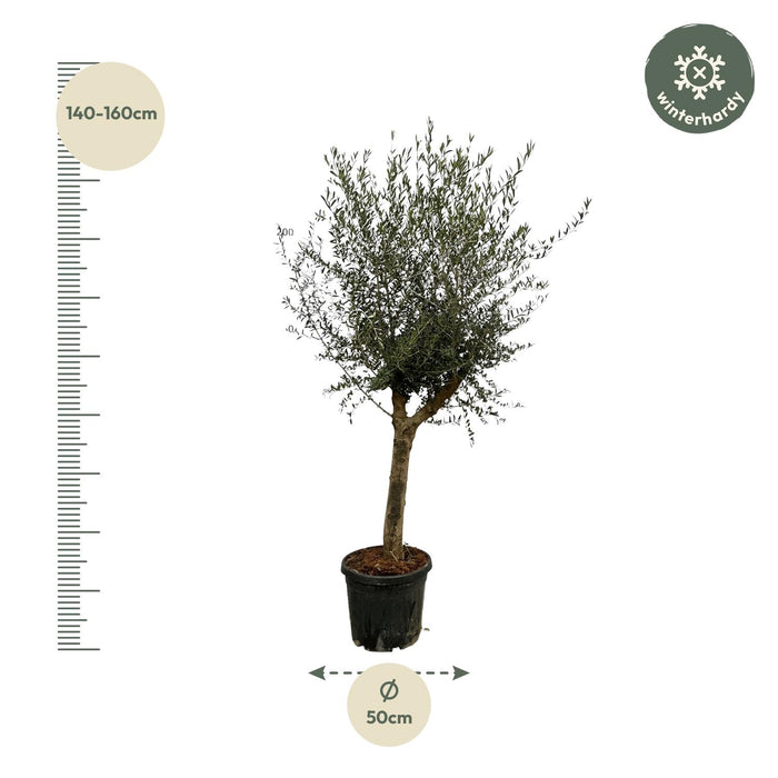 Olea Lorc - Olijfboom - ↕220cm - Ø45cm