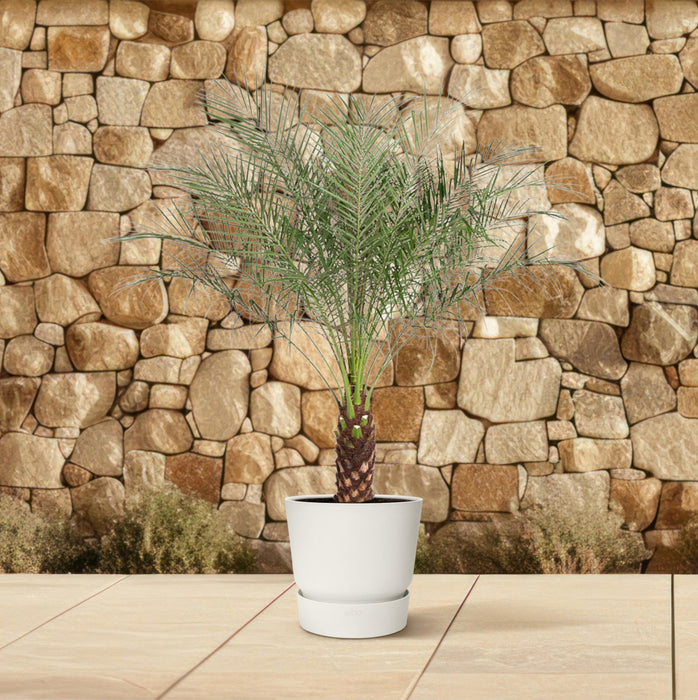 Phoenix Roebelenii - Dwergdadelpalm - ↕170cm - Ø32cm