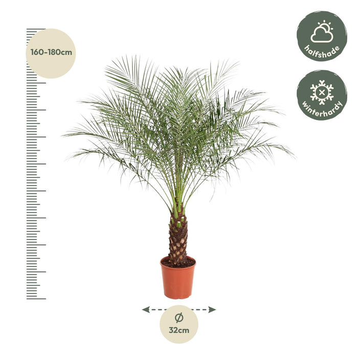 Phoenix Roebelenii - Dwergdadelpalm - ↕170cm - Ø32cm