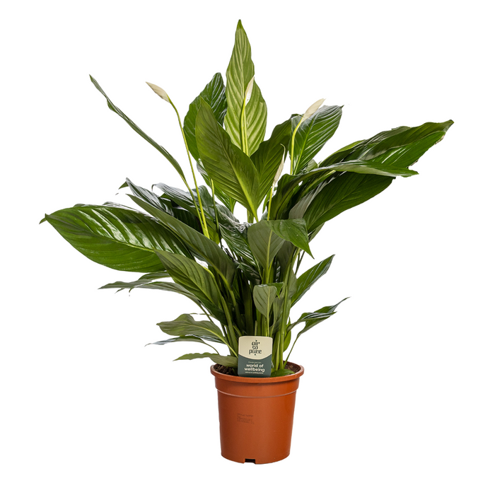 Spathiphyllum 'Sweet Lauretta' - Lepelplant - ↕75cm - Ø19cm