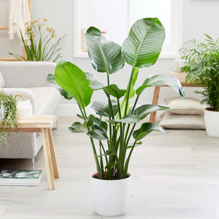 Strelitzia Nicolai - Paradijsvogelplant - ↕90cm - Ø19cm