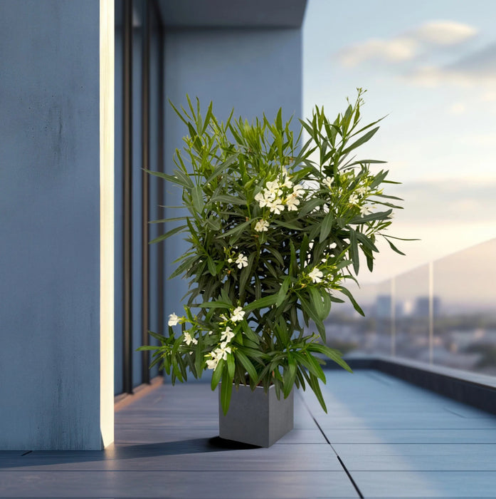 Nerium Oleander struik met witte bloem - ↕110cm - Ø27cm