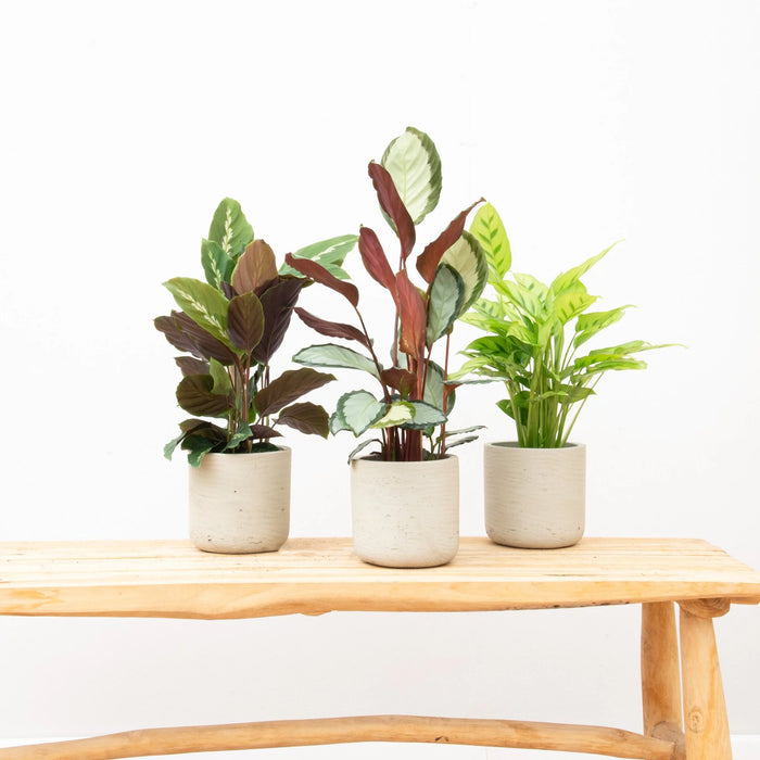 Calathea Maui Queen + Calathea Picturata + Calathea Leopardina - 35cm (Kamerplant Combi Deal)