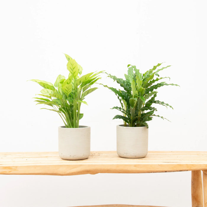 Calathea Leopardina + Calathea Bluegrass - 35cm (Kamerplant Combideal)