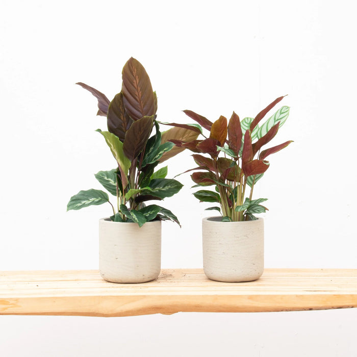 Calathea Maui Queen + Calathea Compactstar - 35cm (Kamerplant Combideal)