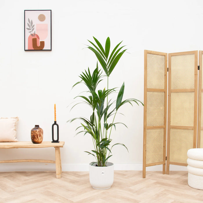 Kentia palm - ↕160cm - Ø24cm