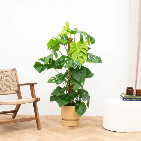 Monstera Pertusum - ↕120cm - Ø24cm - Gatenplant