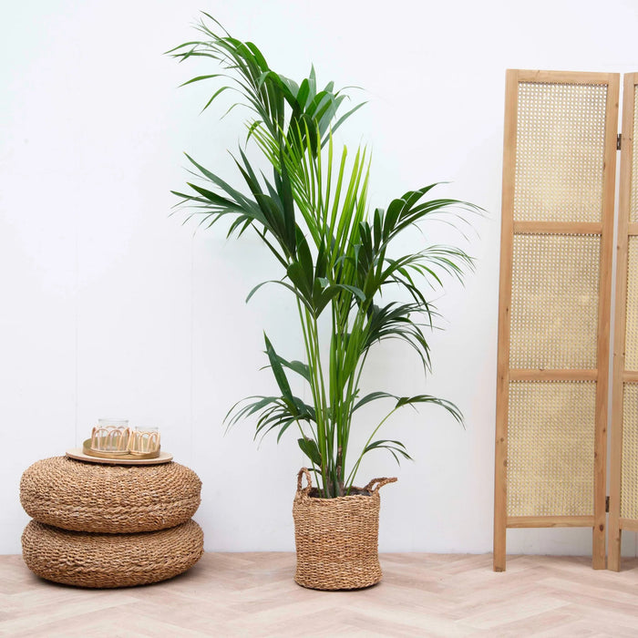 Kentia palm - ↕160cm - Ø24cm
