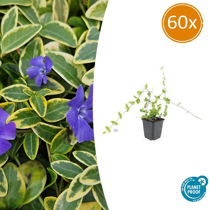 Vinca minor 'Blue and Gold' - Kleine Maagdenpalm - ↕10-25cm - Ø9cm -60x