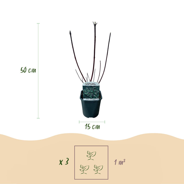Heesters - Cornus alba Kesselringii - Paarse Takken - 1 Plant - Bladverliezend - Weinig Onderhoud - Pot 17cm Hoogte 45cm