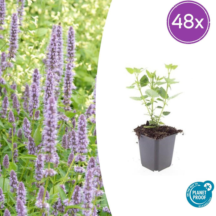 Agastache 'Blue Fortune' - Dropplant - ↕10-25cm - Ø9cm - 48x